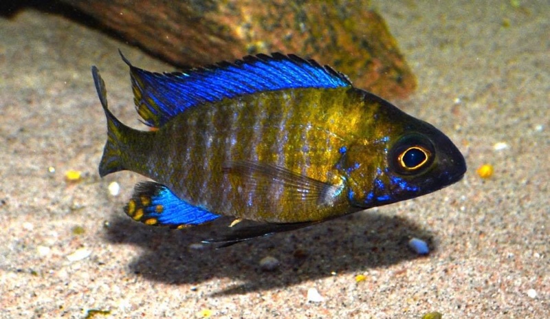 Aulonocara ethelwynnae 'Chitande Island'